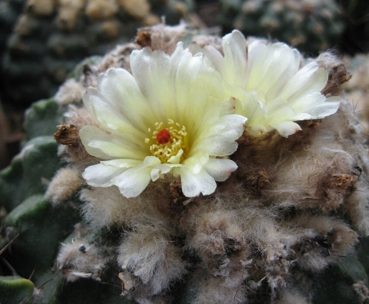 Wigginsia spec. ASSERAD